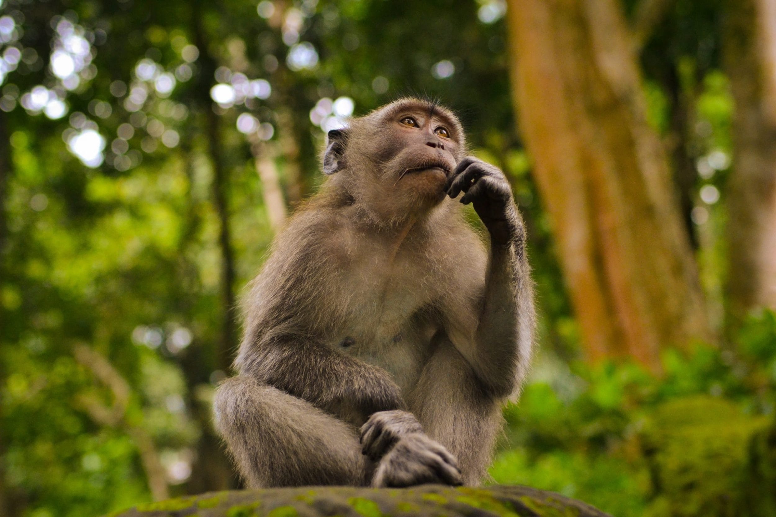 monkey in a thinking pose while in jungle